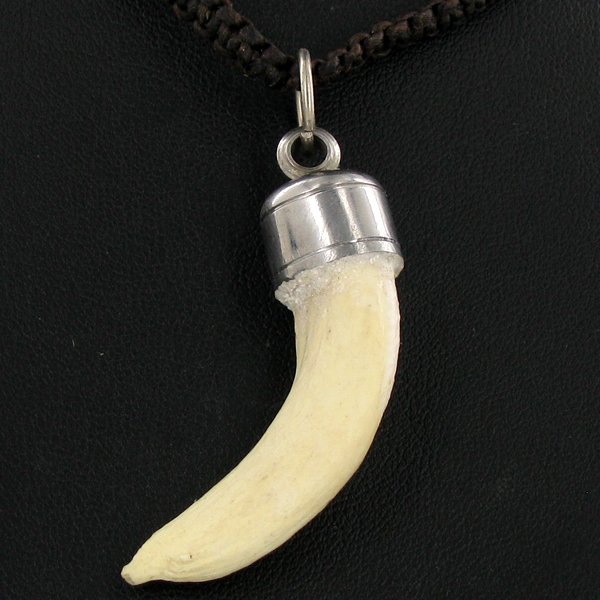 Tibet Boar Tooth Choker Necklace EST: $45 - $90 (: Well made piece