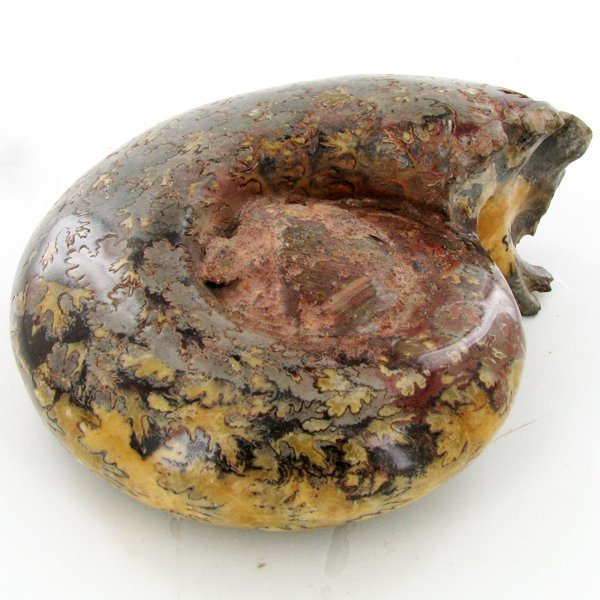 2105ct Whole Fern Fossilized Ammonite: Excellent large 250m+ year old specimen
