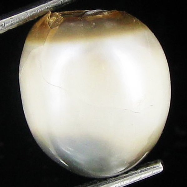 5.29ct Freeform Tahitian Black Pearl: Uniquely shaped; drilled and ready for one-of-a-kind pendant