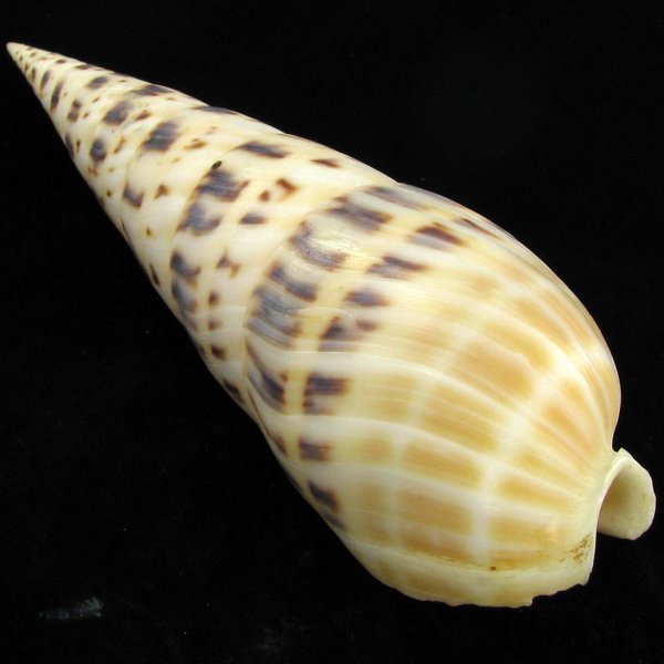 Scarce Collectible Terebra Maculata Shell: Excellent scarce specimen; 7in