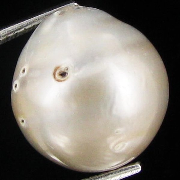 15.46ct Freeform Tahitian Black Pearl: Uniquely shaped; drilled and ready for one-of-a-kind pendant