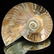 180ct Opalized Ammonite