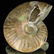 180ct Opalized Ammonite - 2