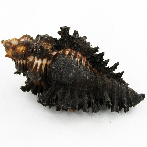 Scarce Collectible Murex Brunneus Shell: Excellent scarce specimen; 2in