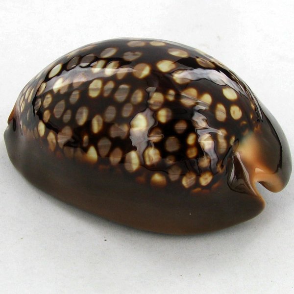 Scarce Collectible Cypraea Mauritiana Shell: Excellent scarce specimen; 3in