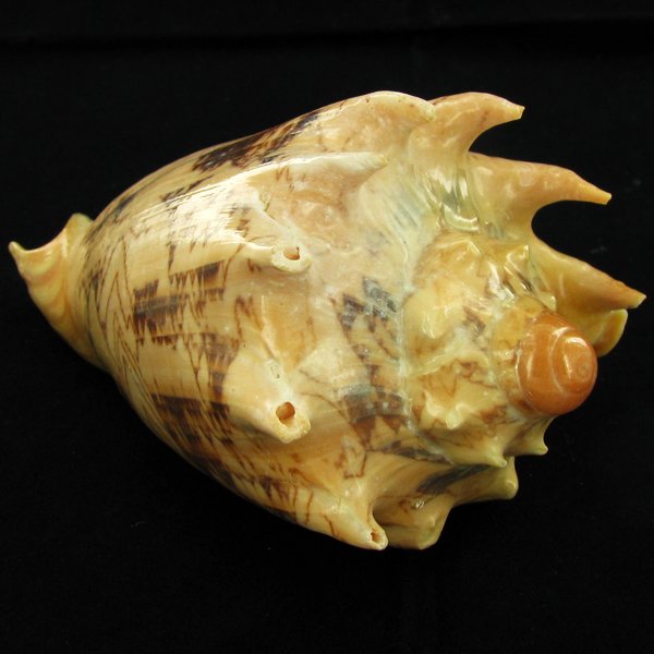 Scarce Collectible Voluta Imperialis Shell: Excellent scarce specimen; 5in
