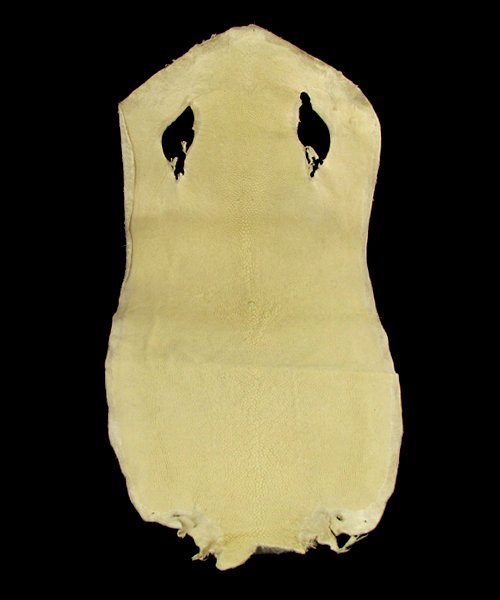 Untanned Stingray Hide Pelt 24": Excellent bleached piece