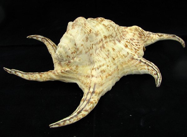 Scarce Collectible Lambis Chiragra Shell: Excellent scarce specimen; 9in