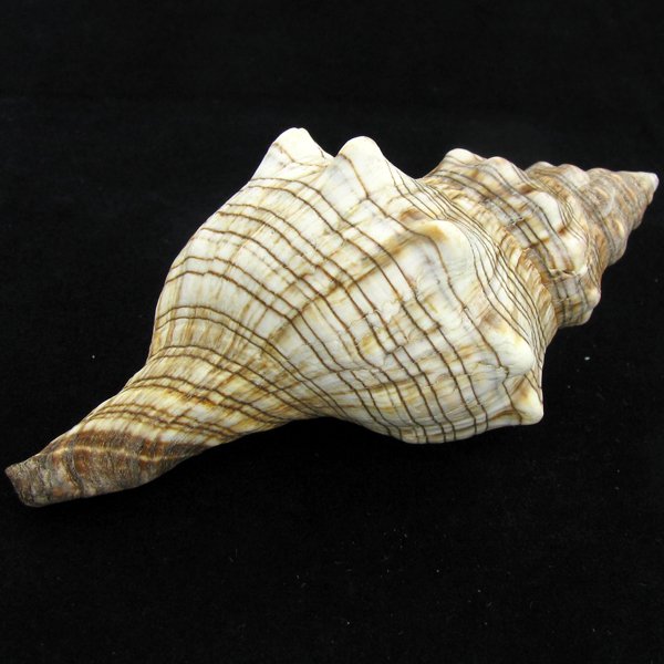 Scarce Collectible Fasciolaria Trapezium Shell: Excellent scarce specimen; 4in