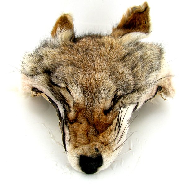 Fox Head Pelt: Excellent piece; 10"