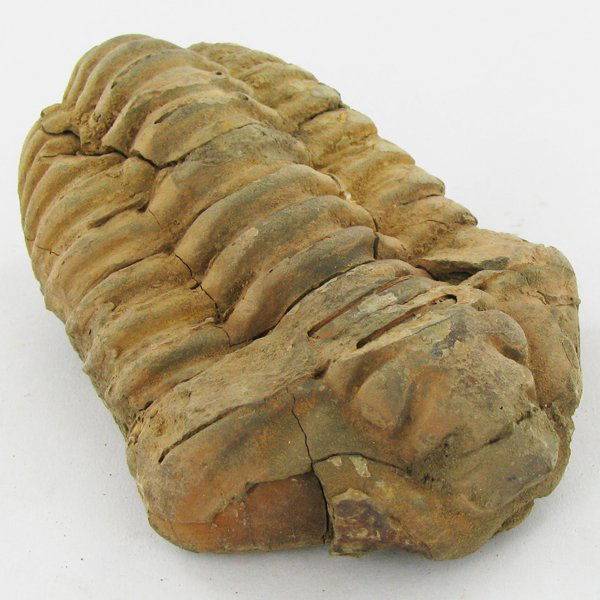 150gm Tribolite Fossil: Scarce 500 million year old specimen; 2-4"