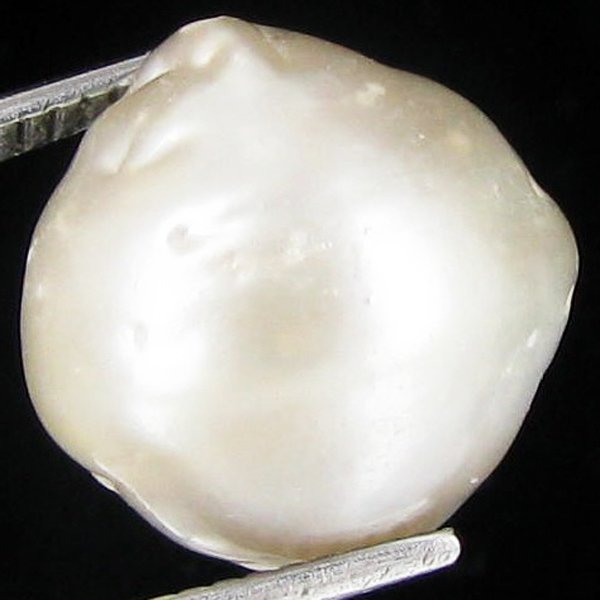 14.4ct Freeform Tahitian Black Pearl: Uniquely shaped; drilled and ready for one-of-a-kind pendant