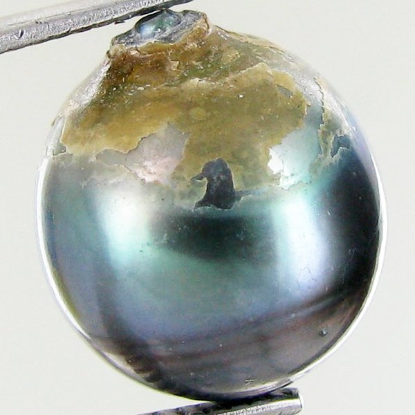 15.35ct Freeform Tahitian Black Pearl: Uniquely shaped; drilled and ready for one-of-a-kind pendant