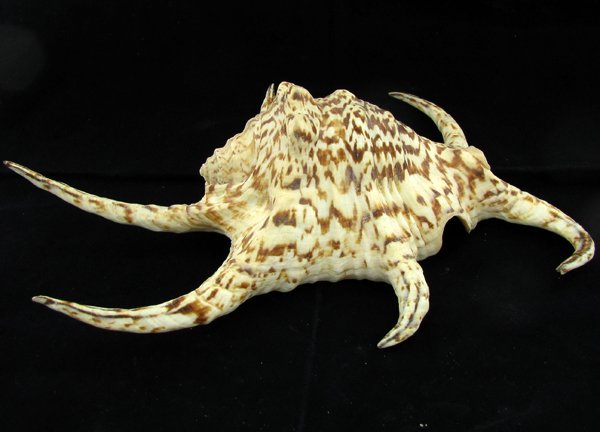 Scarce Collectible Lambis Chiragra Shell: Excellent scarce specimen; 9in