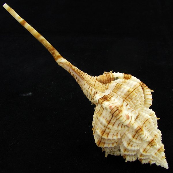 Scarce Collectible Murex Hirasei Shell: Excellent scarce specimen; 4in
