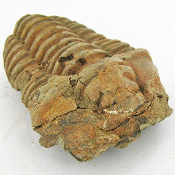 141gm Tribolite Fossil: Scarce 500 million year old specimen; 2-4"