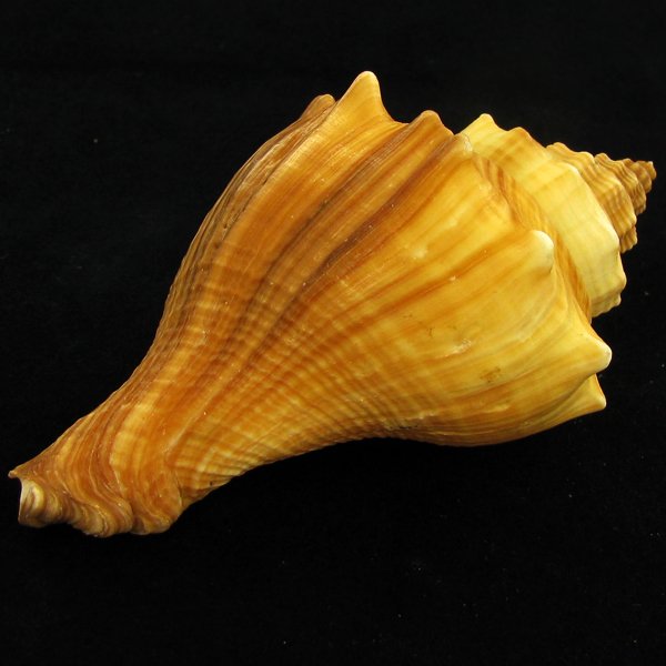 Scarce Collectible Melongena Pugilina Shell: Excellent scarce specimen; 4in
