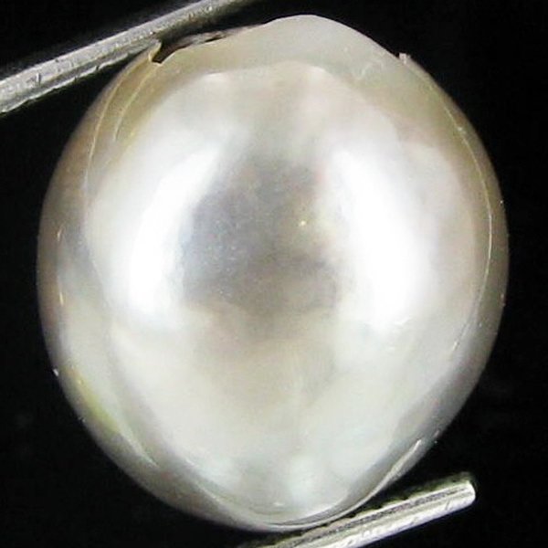 10.6ct Freeform Tahitian Black Pearl: Uniquely shaped; drilled and ready for one-of-a-kind pendant