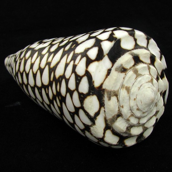 Scarce Collectible Conus Marmoreus Shell: Excellent scarce specimen; 4in