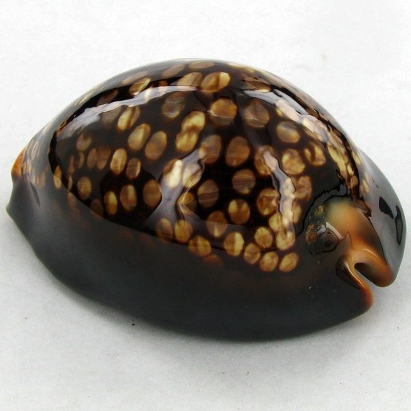 Scarce Collectible Cypraea Mauritiana Shell: Excellent scarce specimen; 3in