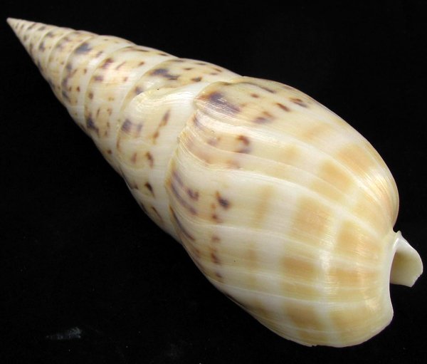 Scarce Collectible Terebra Maculata Shell: Excellent scarce specimen; 7in