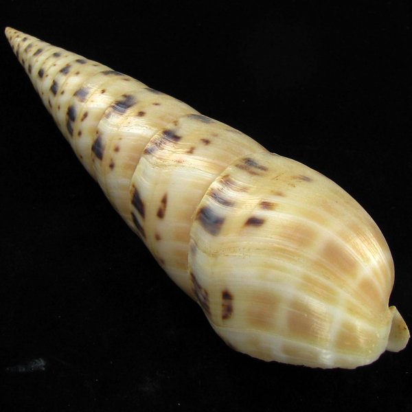 Scarce Collectible Terebra Maculata Shell: Excellent scarce specimen; 7in