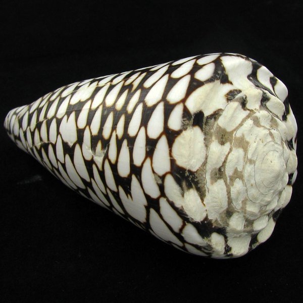 Scarce Collectible Conus Marmoreus Shell: Excellent scarce specimen; 4in