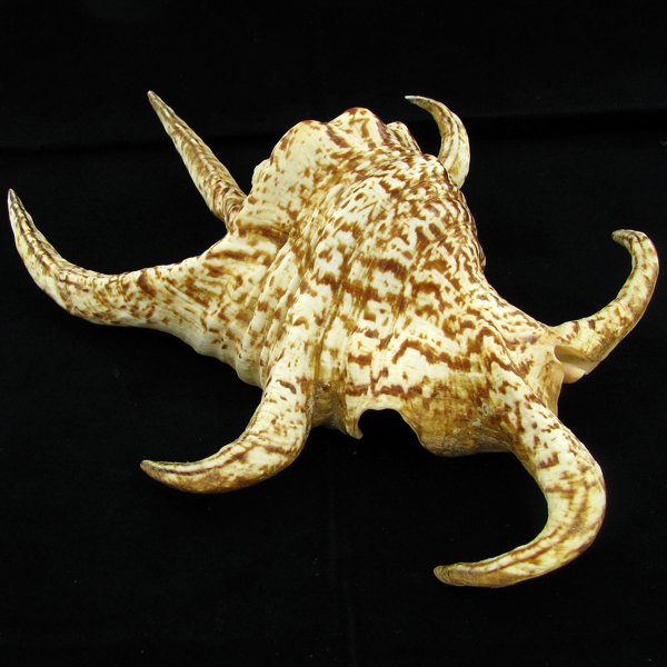 Scarce Collectible Lambis Chiragra Shell: Excellent scarce specimen; 9in
