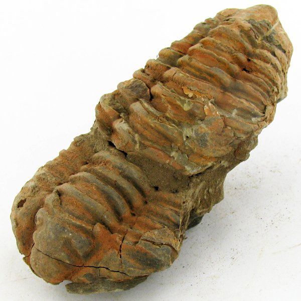 129gm Tribolite Fossil: Scarce 500 million year old specimen; 2-4"