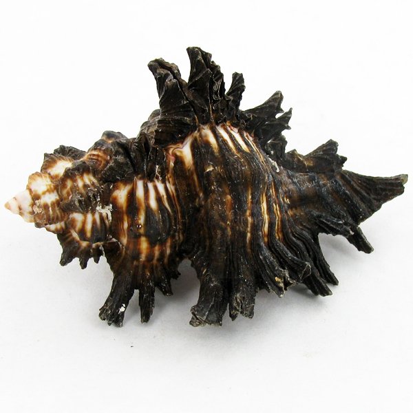 Scarce Collectible Murex Brunneus Shell: Excellent scarce specimen; 2in