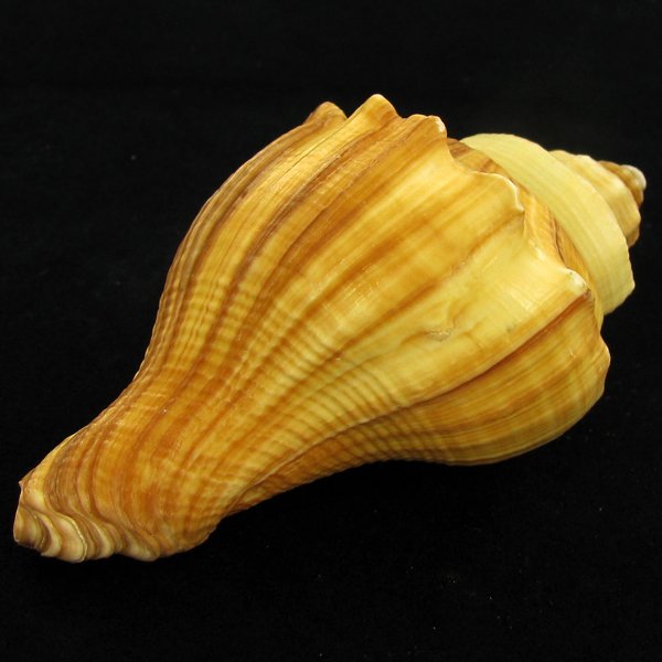 Scarce Collectible Melongena Pugilina Shell: Excellent scarce specimen; 4in