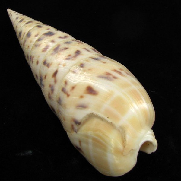 Scarce Collectible Terebra Maculata Shell: Excellent scarce specimen; 7in