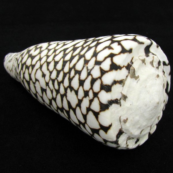 Scarce Collectible Conus Marmoreus Shell: Excellent scarce specimen; 4in