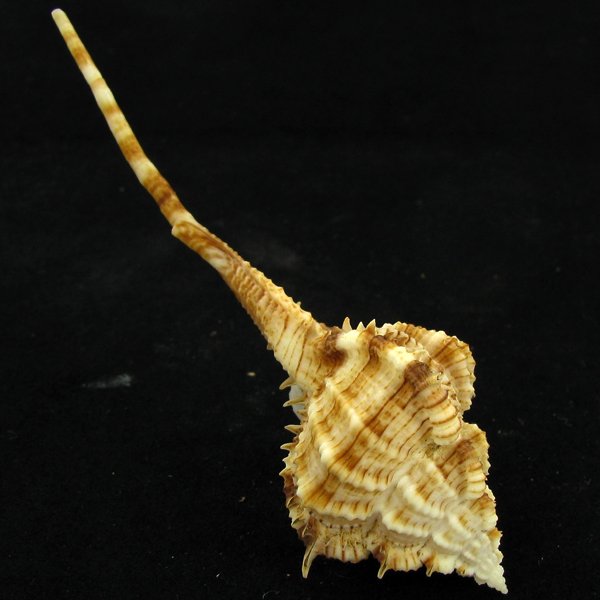 Scarce Collectible Murex Hirasei Shell: Excellent scarce specimen; 4in