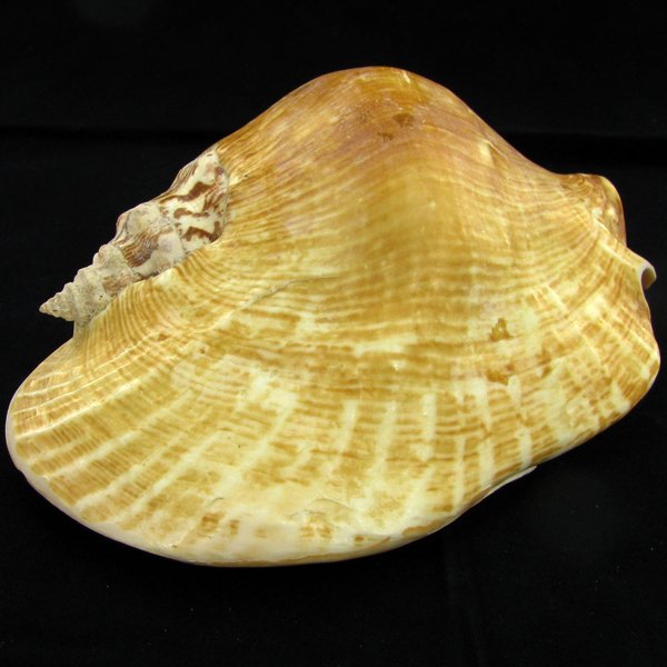 Scarce Collectible Strombus Latissimus Shell: Excellent scarce specimen; 5in