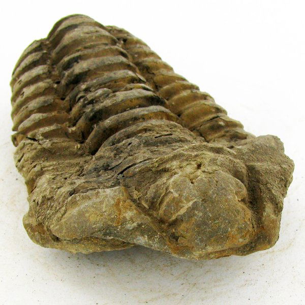 113gm Tribolite Fossil: Scarce 500 million year old specimen; 2-4"