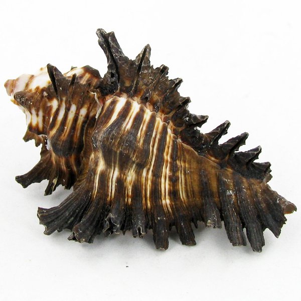 Scarce Collectible Murex Brunneus Shell: Excellent scarce specimen; 2in