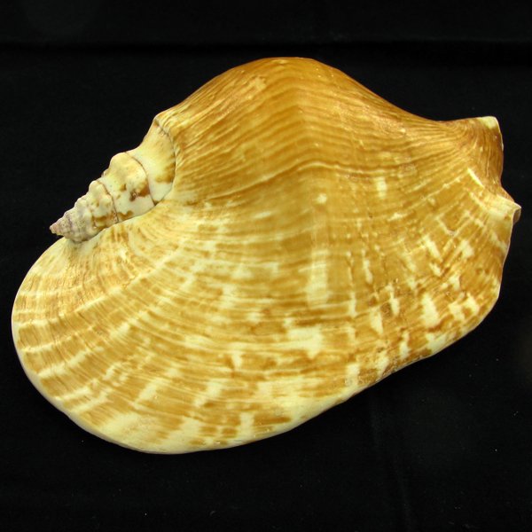 Scarce Collectible Strombus Latissimus Shell: Excellent scarce specimen; 5in