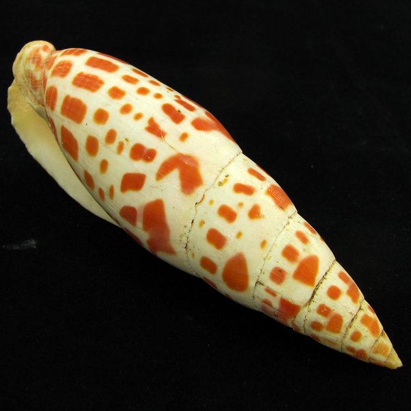 Scarce Collectible Mitra Mitra Shell: Excellent scarce specimen; 4in