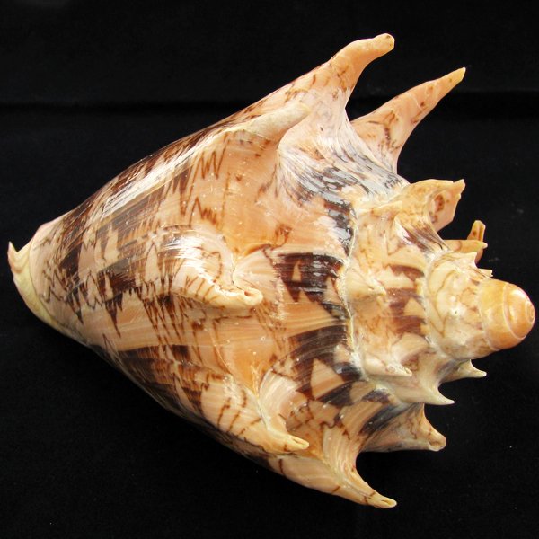 Scarce Collectible Voluta Imperialis Shell: Excellent scarce specimen; 5in