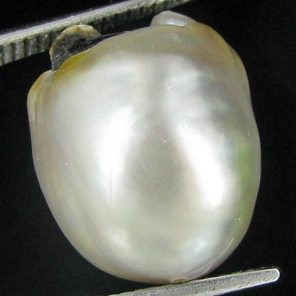 15.28ct Freeform Tahitian Black Pearl: Scarcely shaped; drilled and ready for one-of-a-kind pendant