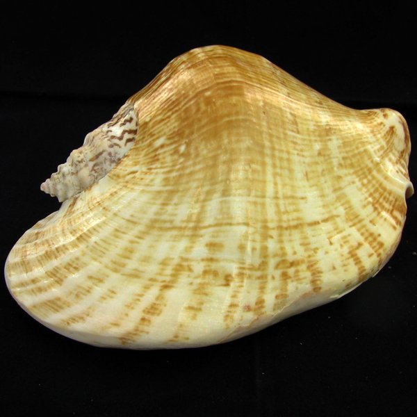 Scarce Collectible Strombus Latissimus Shell: Excellent scarce specimen; 5in