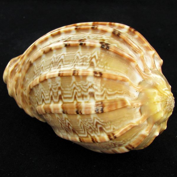 Scarce Collectible Harpa Major Shell: Excellent scarce specimen; 3in