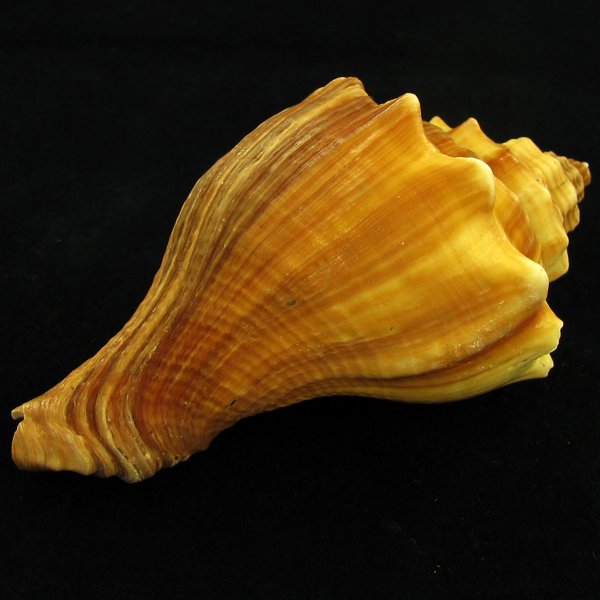Scarce Collectible Melongena Pugilina Shell: Excellent scarce specimen; 4in