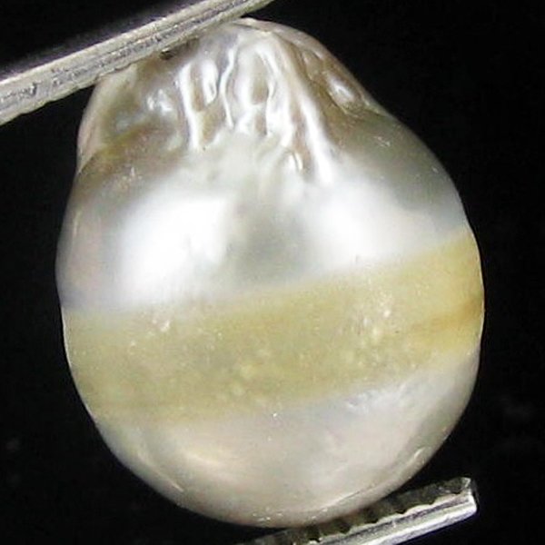 10.53ct Freeform Tahitian Black Pearl: Scarcely shaped; drilled and ready for one-of-a-kind pendant