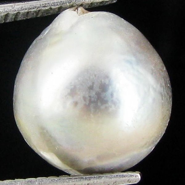10.81ct Freeform Tahitian Black Pearl: Scarcely shaped; drilled and ready for one-of-a-kind pendant