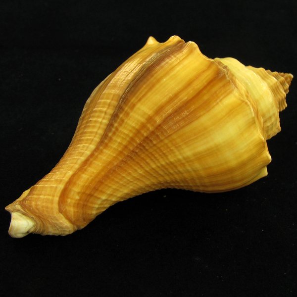 Scarce Collectible Melongena Pugilina Shell: Excellent scarce specimen; 4in