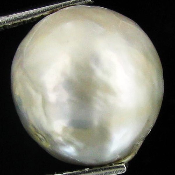 13.87ct Freeform Tahitian Black Pearl: Scarcely shaped; drilled and ready for one-of-a-kind pendant