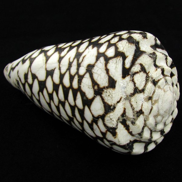 Scarce Collectible Conus Marmoreus Shell: Excellent scarce specimen; 4in