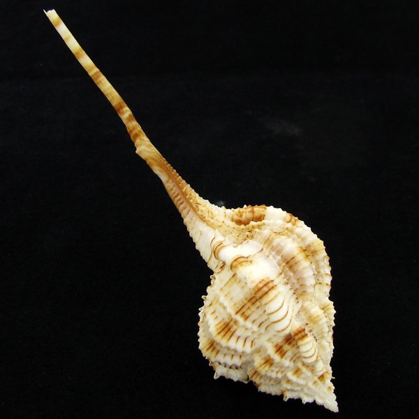 Scarce Collectible Murex Hirasei Shell: Excellent scarce specimen; 4in